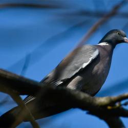 It is rare not to be in the Cemetery and hear the wing-flap of a Woodpigeon and then see one gliding from tree to tree.