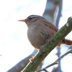 For a little bird with a cocked tail, the Wren has a loud call, but also a rich melodious song. 