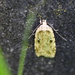 This small moth is a nocturnal flier.