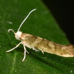 The small Golden Argent moth typically has a golden-brassy colour.