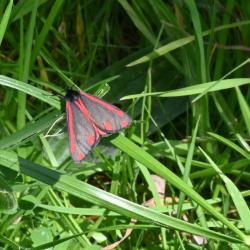 Cinnabar Moths with their grey wings with red spots and edges are unmistakeable.