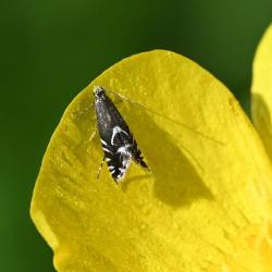 The Cocksfoot Moth is a tiny daytime moth, no longer than 4 mm in length, often found in abundance between May and July.