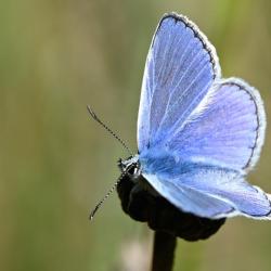 The Common Blue butterfly is frequently seen in the cemetery. This is a male.