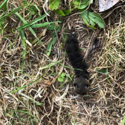 This moth is named after its caterpillar's resemblance to an elephant's trunk.