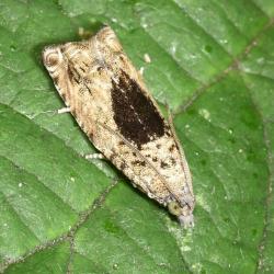 The Brindled Poplar Tortrix moth is a variable species, being found with a mix of colours.