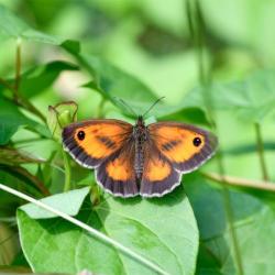 The dancing flight of the Gatekeeper butterfly is characteristic, and it seldom wanders from the area of its colony. 