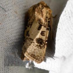 The Heart and Club moth has a wingspan of 35 to 40mm.