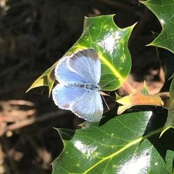 The Holly Blue is on the wing from April until September, although preferring to feed in tree canopies on aphid honeydew.