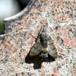 The flight of this moth resembles that of the humming bird as it hovers, and flits rapidly between tubular flowers.