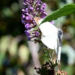 The eggs of this common butterfly are laid on the undersides of the leaves of brassicas and Wild Mignonette.