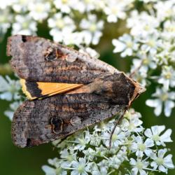 The yellow hindwings of the Large Yellow Underwing moth have a clear black band, but with no darker curve or blurring.