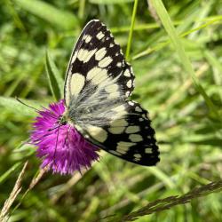 Male Marbled White have these more pronounced monochrome colouration. Females are creamier or even sandy.