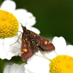 Adult Mint Moths prefer sitting on leaves of Mint, although the one photographed here was resting on an Oxeye Daisy.