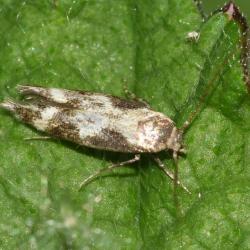 This small Momphid moth is either the Hourglass Mompha (Mompha divisella) or the Dusky Hourglass Mompha (Mompha bradleyi).