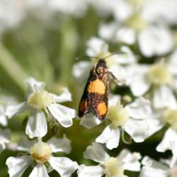 The Orange-spot Piercer moth is a small moth, at rest with a length of less than a centimetre.