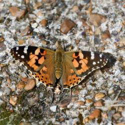 This hardy migrant is Iceland's only butterfly and can arriving here in huge numbers from North Africa and the Middle East.