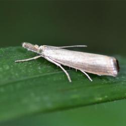 The Pyralid Grass Moth rests during the day, head-down on grass stalks.