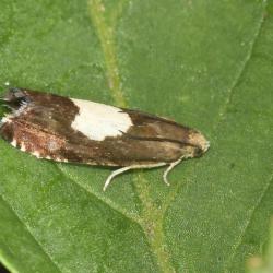 The Regal Piercer moth is a small moth with a wingspan of between 13 and 16 millimetres.