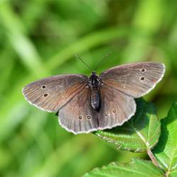 The dark velvety-winged Ringlet butterfly, with its eye-spot markings, is a common sight from June until August.