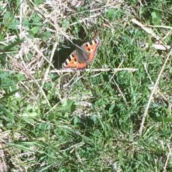 The Small Tortoiseshell may be seen at any time of the year, and the eggs are laid on nettle leaves.