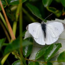 This Small White seems large when viewed close up and it's true that telling a Small White from a Large White is not easy. 