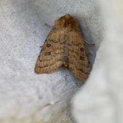 The Uncertain has a wingspan of between 28 and 34 millimetres.