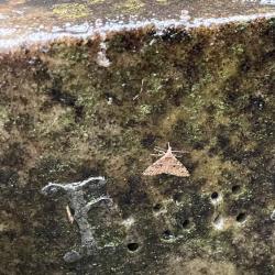 The fairly common-found Twenty-plume moth is a 'micromoth' with a wingspan of between 14 and 16 millimetres.