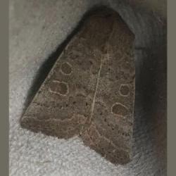 Vine's Rustic moths have wingspans of between 32 and 34 millimetres.