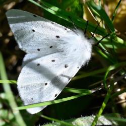 This small, handsome moth is relatively common, flying from May to July.