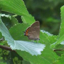 The White-letter Hairstreak is a small, dark butterfly, considered to be uncommon, even rare.