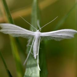 The White Plume Moth has a wingspan of between 25 and 35 millimetres.
