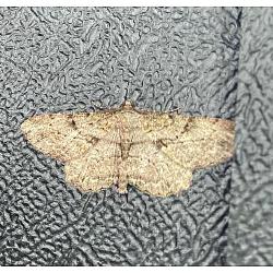 The Willow Beauty moth has mottled and streaked markings, predominantly made of different shades of brown.