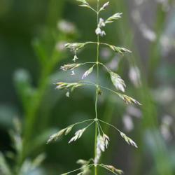 This low-growing native grass flowers throughout the year and has a pyramidal panicle.