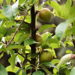 This variety of cultivated Apple is a dessert cultivar, developed in the 1870s by the Earl of Egremont at Petworth.