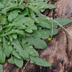 Autumn Hawkbit usually flowers in the autumn, but is seen here starting to flower in January.