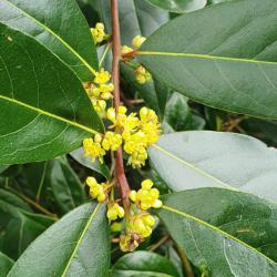 Bays are members of the laurel family. Small yellow flowers appear in May. On female plants, black berries appear later.