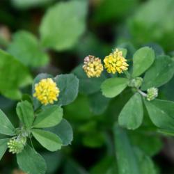 The trefoil leaves of Black Medick have leaflets with a minute point.  The flowers appear from April.
