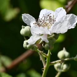 Brambles may annoy gardeners but foragers welcome the fact that they provide blackberries, rich in vitamin C.
