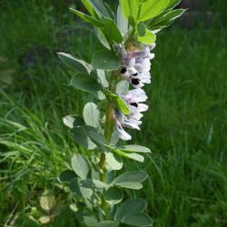 The Broad Bean is an upright plant about a metre tall. It produces large white flowers that have dark purple markings.