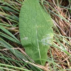Broad-leaved docks flower from June onwards. Their lower leaves are heart-shaped at the base.