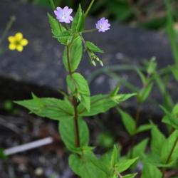 The Broad-leaved Willowherb is a native plant with broad leaves opposite very short stalks.
