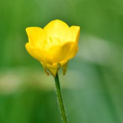 The Bulbous Buttercup is another native member of the buttercup family.