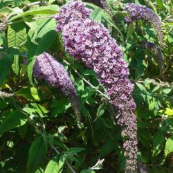 The Butterfly Bush or buddleia is appropriately named as it is a good source of nectar for butterflies.