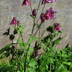 In the wild the bonnet-shaped flowers of Culbine appear from May, but many Columbines in urban areas are cultivars.