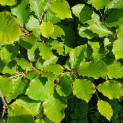 The Common Beech is known in Britain as 'The Queen of Trees', and with good reason.