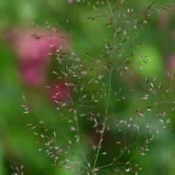Common Bent is a creeping perennial with fine, flat leaves, spreading panicles, and greenish or purplish-brown spikelets.