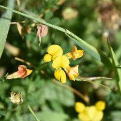 Common Bird's-foot-trefoil flowers from May, and the straight fruit pods resemble a bird's foot. 