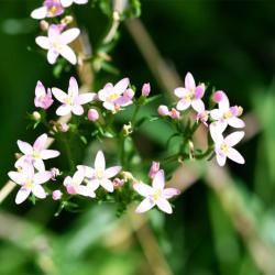 Common Centaury is a slender plant that supports flat clusters of delicate, pink flowers each of which has five petals.