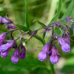 Common Comfrey has bell-like flowers, white through pink to purple, from May to August, followed by black, shiny fruits.