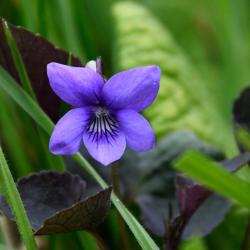 The Common Dog-violet has a pale, almost white, backward-facing spur behind its petals.